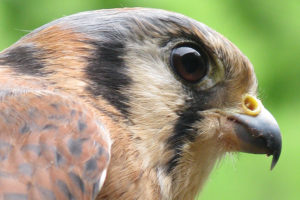 Chayton The American Kestral - Falco Sparverius