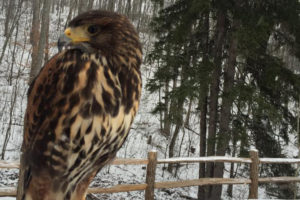 Apollo the Harriss Hawk - Parabuteo Unicinctus