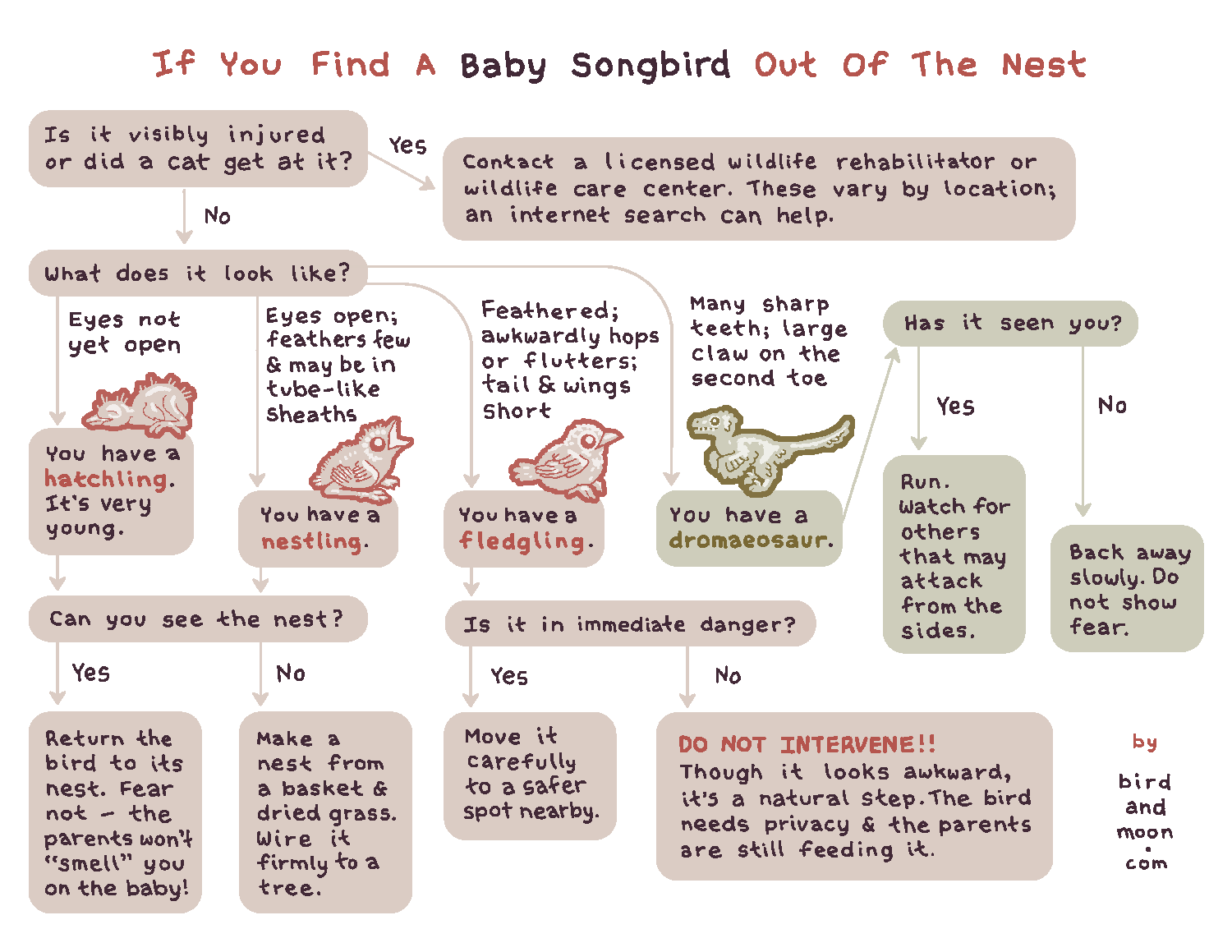 If You Find a Baby Songbird Out of the Nest
