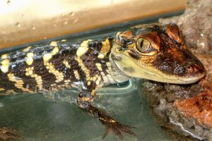 Beaufort the American Alligator - Alligator Mississippiensis