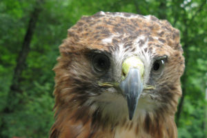 Cheyenne the Red Tailed Hawk - Buteo Jamaicensis
