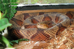 Penny the Copperhead - Agkistrodon contortrix