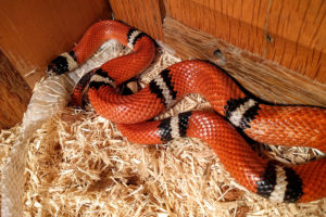 Elsie the Sinoloan Milk Snake - Lampropeltis triangulum sinaloae