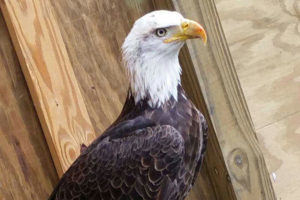 Hope the Bald Eagle - Haliaeetus Leucocephalus