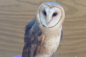 Luna the Barn Owl - Tyto Alba