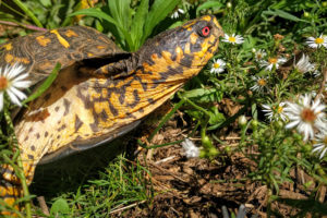 Merlin the Box Turtle - Terrapene Carolina
