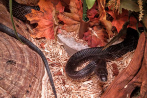 Oynx the Black Rat Snake - Pantherophis obsoletus