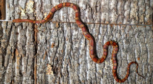 Orville Redenbacher the Corn Snake - Pantherophis guttatus