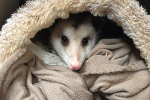 Oscar the Virginia Opossum - didelphis Virginiana