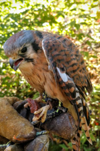 Rusty the American Kestral - Falco sparverius