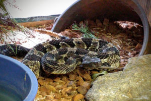 Grandpa Rattler the Timber Rattlesnake - Crotalus horridus