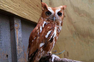 Rasta the Eastern Screech Owl - Megascops Asio